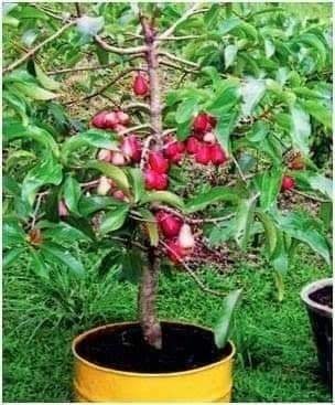 29 idées & astuces pour réussir son premier carré potager 56 29 idées & astuces pour réussir son premier carré potager 56