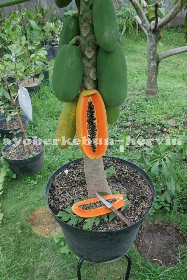 29 idées & astuces pour réussir son premier carré potager 57 29 idées & astuces pour réussir son premier carré potager 57