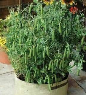 29 idées & astuces pour réussir son premier carré potager 58 29 idées & astuces pour réussir son premier carré potager 58