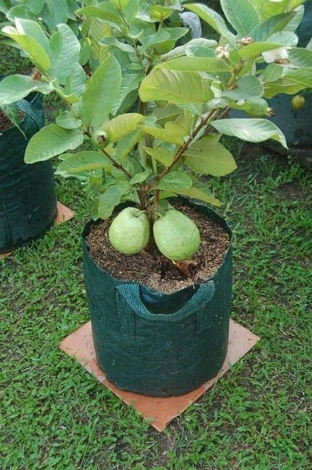 29 idées & astuces pour réussir son premier carré potager 59 29 idées & astuces pour réussir son premier carré potager 59