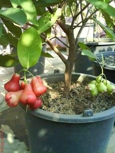 29 idées & astuces pour réussir son premier carré potager 62 29 idées & astuces pour réussir son premier carré potager 62