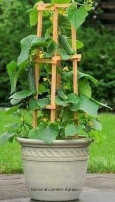 29 idées & astuces pour réussir son premier carré potager 64 29 idées & astuces pour réussir son premier carré potager 64