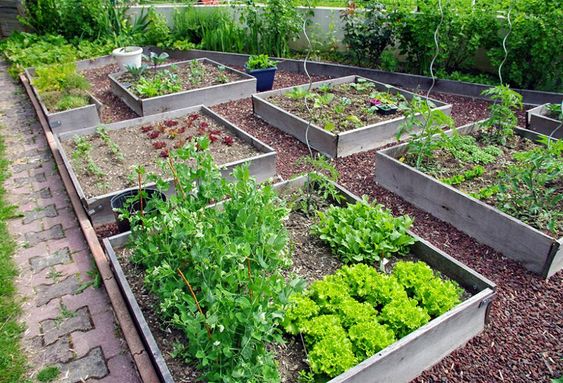 29 idées & astuces pour réussir son premier carré potager 1 29 idées & astuces pour réussir son premier carré potager 1