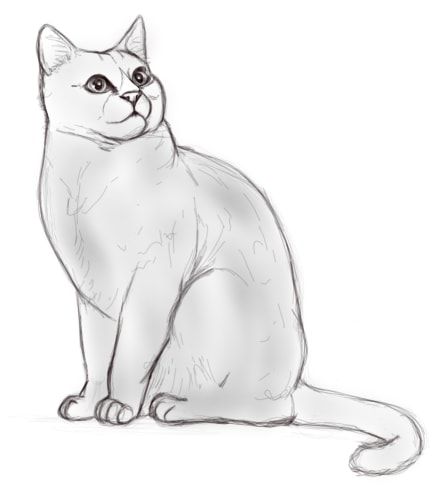 51 top idées & tutos de dessins de chat : pour apprendre à dessiner un chat 2 51 top idées & tutos de dessins de chat : pour apprendre à dessiner un chat 2