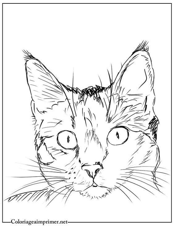 51 top idées & tutos de dessins de chat : pour apprendre à dessiner un chat 3 51 top idées & tutos de dessins de chat : pour apprendre à dessiner un chat 3