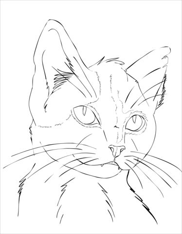 51 top idées & tutos de dessins de chat : pour apprendre à dessiner un chat 44 51 top idées & tutos de dessins de chat : pour apprendre à dessiner un chat 44