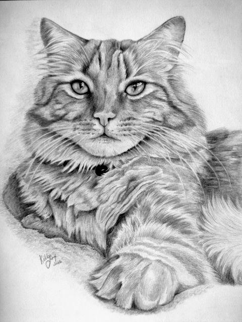 51 top idées & tutos de dessins de chat : pour apprendre à dessiner un chat 9 51 top idées & tutos de dessins de chat : pour apprendre à dessiner un chat 9
