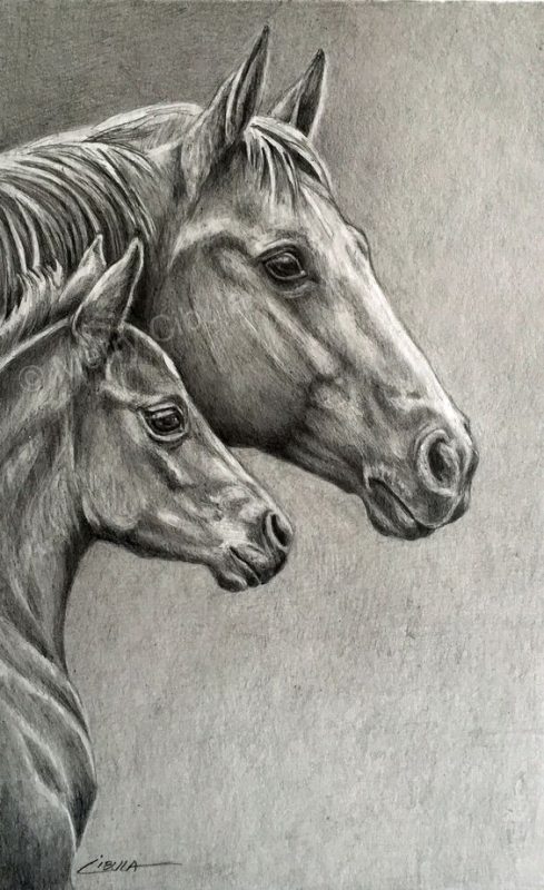 28 idées & tutos dessins de cheval : pour apprendre à dessiner des chevaux 13 28 idées & tutos dessins de cheval : pour apprendre à dessiner des chevaux 13
