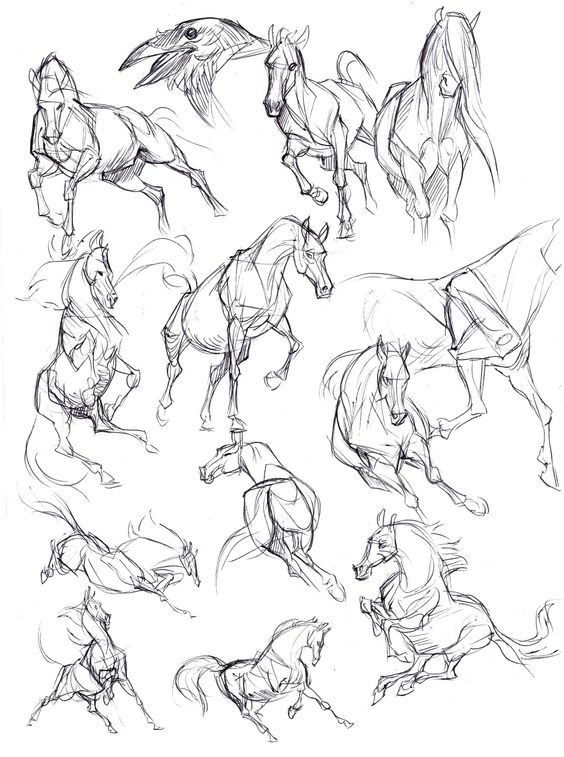 28 idées & tutos dessins de cheval : pour apprendre à dessiner des chevaux 27 28 idées & tutos dessins de cheval : pour apprendre à dessiner des chevaux 27