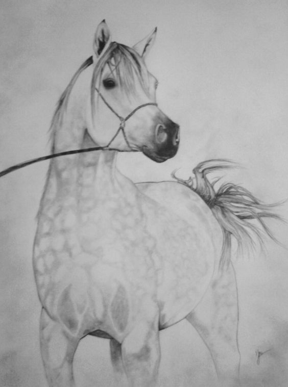 28 idées & tutos dessins de cheval : pour apprendre à dessiner des chevaux 8 28 idées & tutos dessins de cheval : pour apprendre à dessiner des chevaux 8