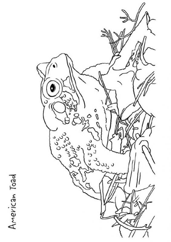 41 top idées de dessins & coloriages de grenouilles 23 41 top idées de dessins & coloriages de grenouilles 23