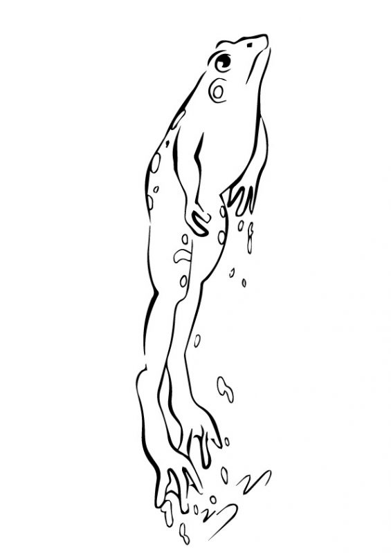 41 top idées de dessins & coloriages de grenouilles 24 41 top idées de dessins & coloriages de grenouilles 24