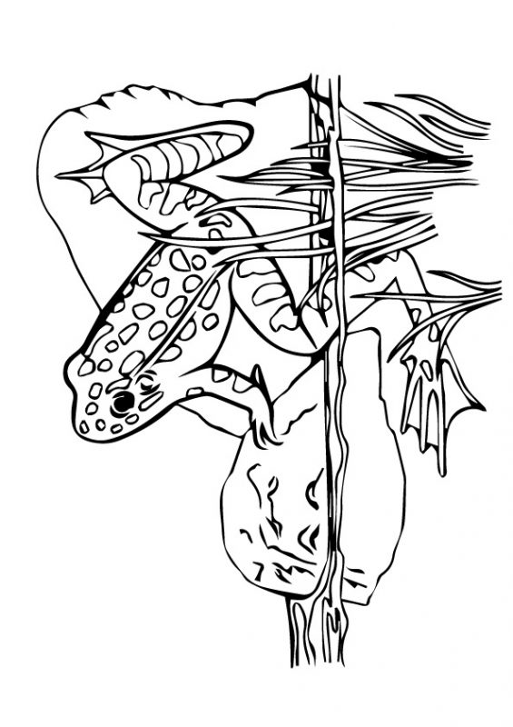 41 top idées de dessins & coloriages de grenouilles 26 41 top idées de dessins & coloriages de grenouilles 26