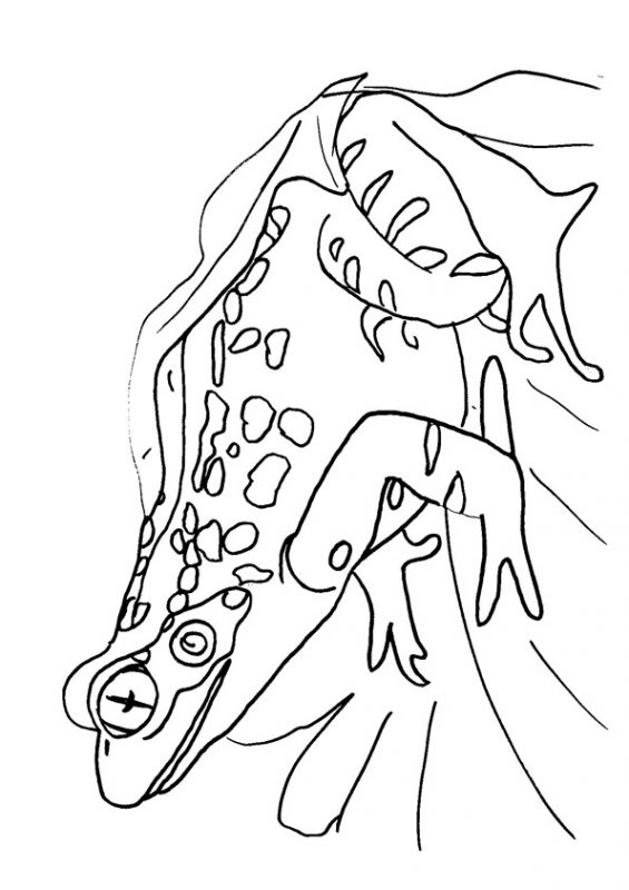 41 top idées de dessins & coloriages de grenouilles 27 41 top idées de dessins & coloriages de grenouilles 27