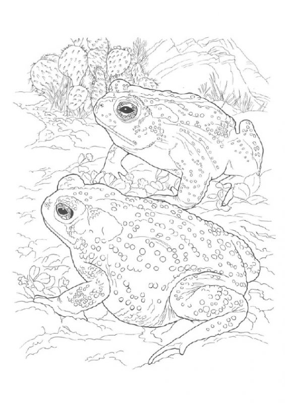 41 top idées de dessins & coloriages de grenouilles 28