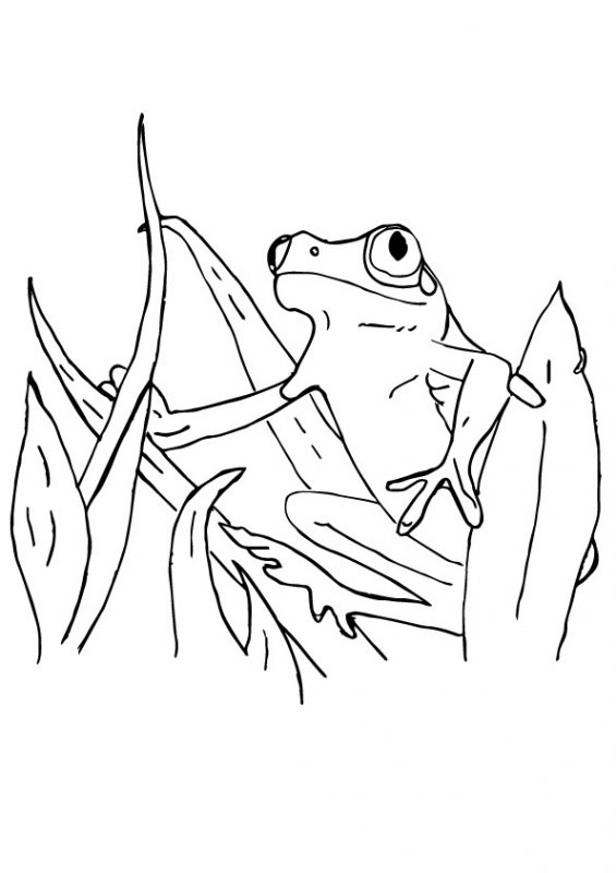41 top idées de dessins & coloriages de grenouilles 35