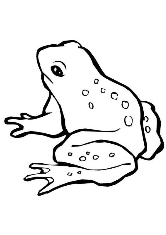 41 top idées de dessins & coloriages de grenouilles 36