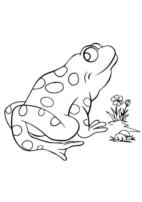 41 top idées de dessins & coloriages de grenouilles 38