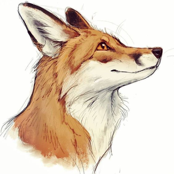 28 top idées & tutos de dessins renard 10 28 top idées & tutos de dessins renard 10