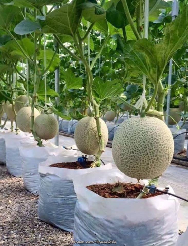 21 idées pour mettre un potager dans votre jardin 11 21 idées pour mettre un potager dans votre jardin 11