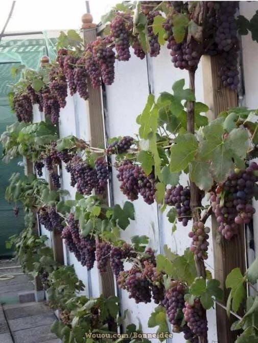 21 idées pour mettre un potager dans votre jardin 12 21 idées pour mettre un potager dans votre jardin 12