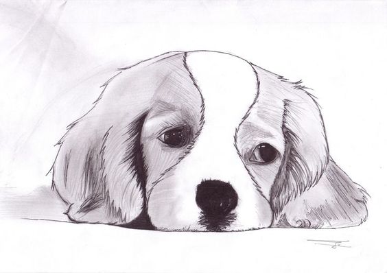 100 Top Idées & Tutos de Dessins de Chiens 13 100 Top Idées & Tutos de Dessins de Chiens 13