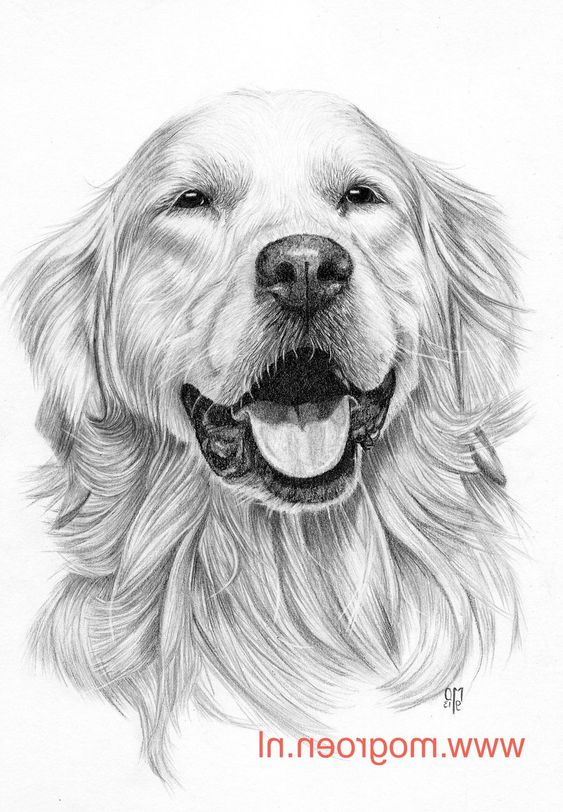 100 Top Idées & Tutos de Dessins de Chiens 21 100 Top Idées & Tutos de Dessins de Chiens 21