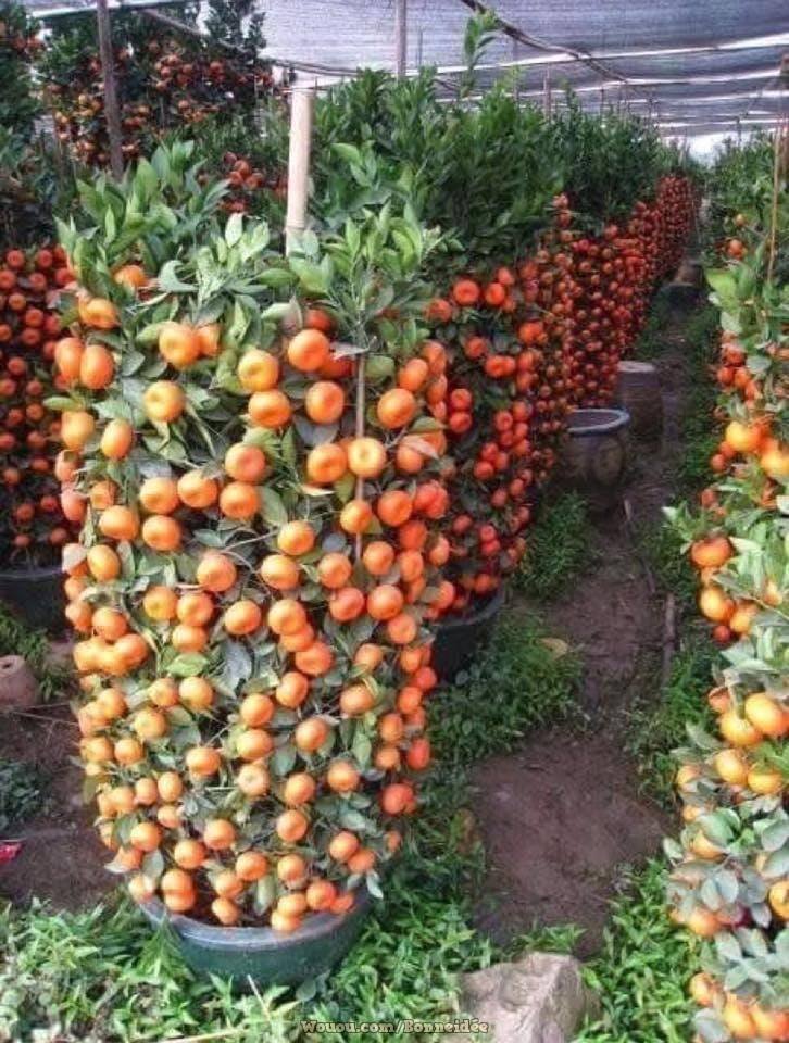 21 idées pour mettre un potager dans votre jardin 3 21 idées pour mettre un potager dans votre jardin 3