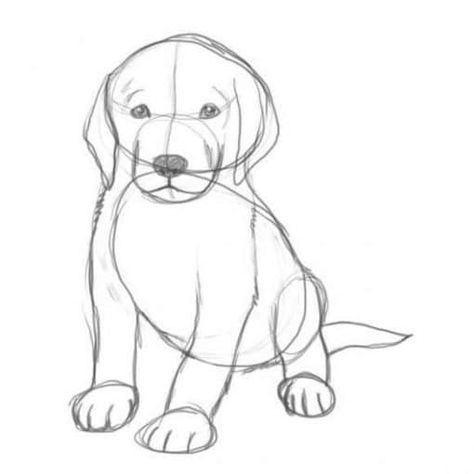 100 Top Idées & Tutos de Dessins de Chiens 37 100 Top Idées & Tutos de Dessins de Chiens 37