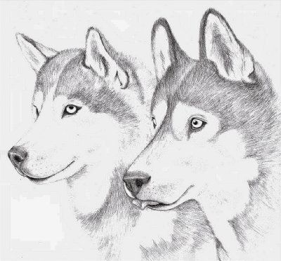 100 Top Idées & Tutos de Dessins de Chiens 39 100 Top Idées & Tutos de Dessins de Chiens 39