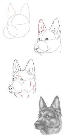 100 Top Idées & Tutos de Dessins de Chiens 4 100 Top Idées & Tutos de Dessins de Chiens 4