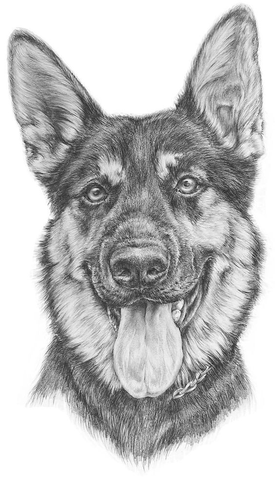 100 Top Idées & Tutos de Dessins de Chiens 45 100 Top Idées & Tutos de Dessins de Chiens 45
