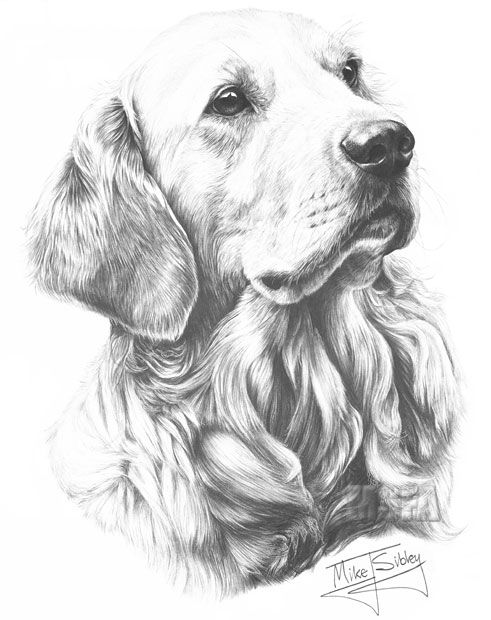 100 Top Idées & Tutos de Dessins de Chiens 52 100 Top Idées & Tutos de Dessins de Chiens 52