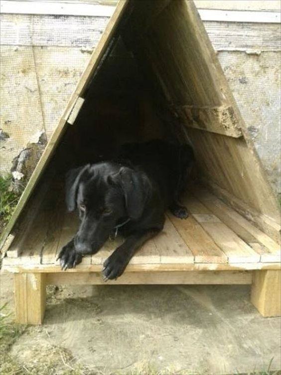 56 top idées de maisons pour chiens 34 56 top idées de maisons pour chiens 34