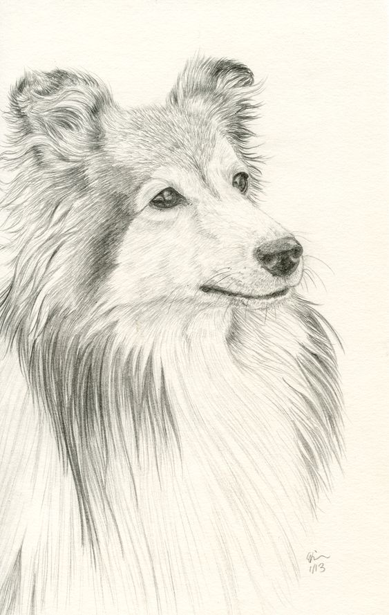 100 Top Idées & Tutos de Dessins de Chiens 62 100 Top Idées & Tutos de Dessins de Chiens 62
