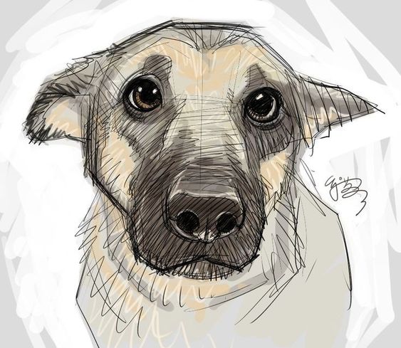 100 Top Idées & Tutos de Dessins de Chiens 63 100 Top Idées & Tutos de Dessins de Chiens 63