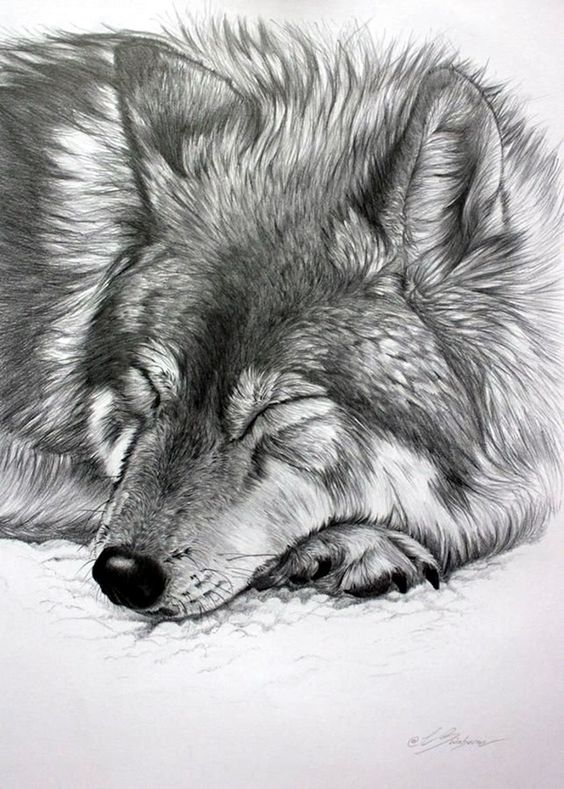 100 Top Idées & Tutos de Dessins de Chiens 65 100 Top Idées & Tutos de Dessins de Chiens 65