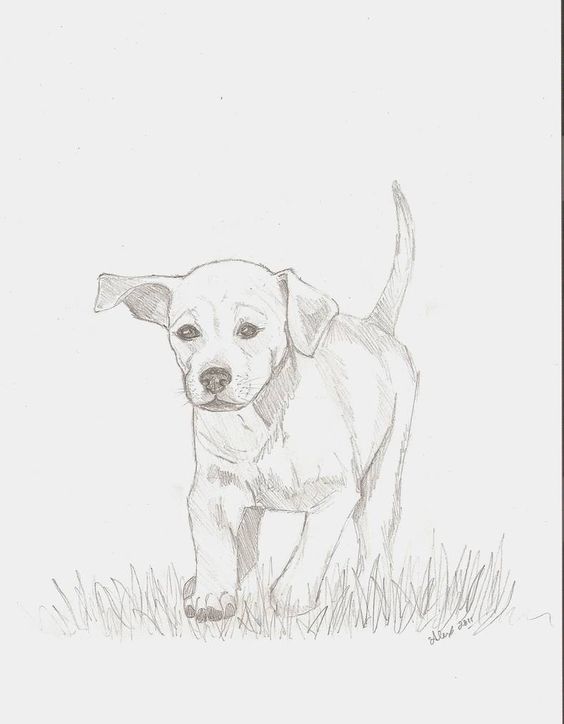 100 Top Idées & Tutos de Dessins de Chiens 7 100 Top Idées & Tutos de Dessins de Chiens 7