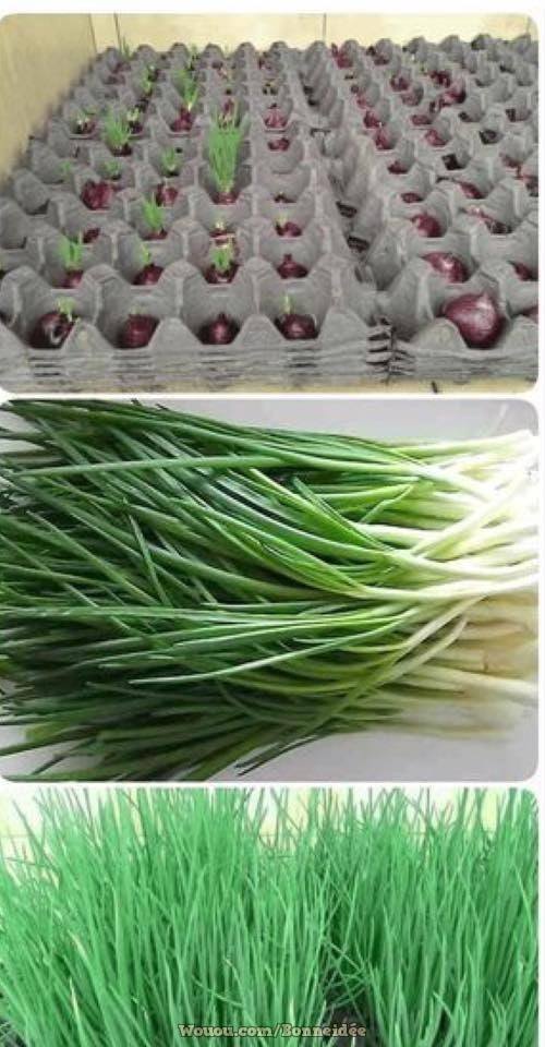 21 idées pour mettre un potager dans votre jardin 7 21 idées pour mettre un potager dans votre jardin 7