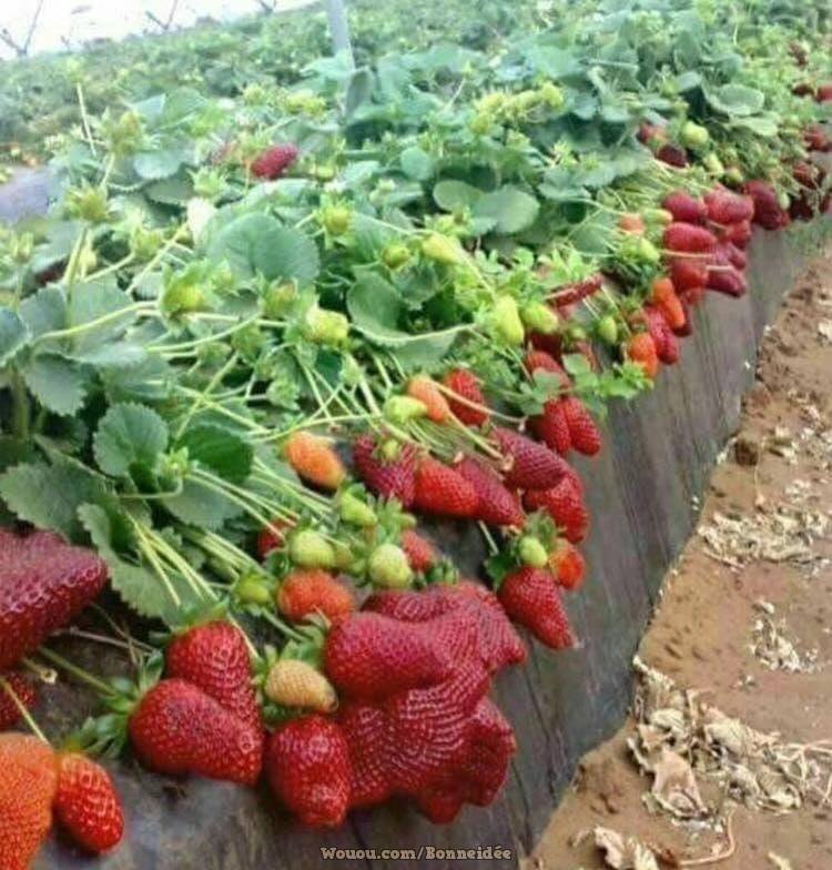 21 idées pour mettre un potager dans votre jardin 8 21 idées pour mettre un potager dans votre jardin 8