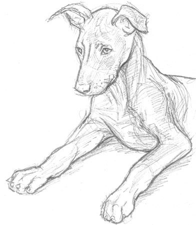 100 Top Idées & Tutos de Dessins de Chiens 81 100 Top Idées & Tutos de Dessins de Chiens 81