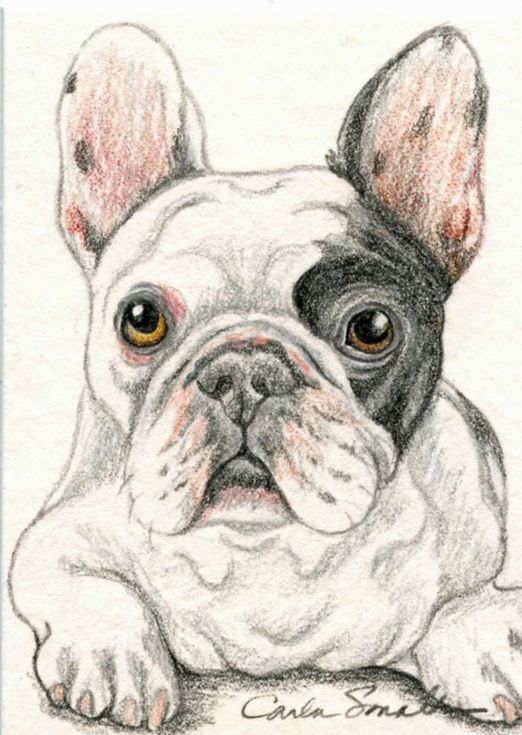 100 Top Idées & Tutos de Dessins de Chiens 83 100 Top Idées & Tutos de Dessins de Chiens 83