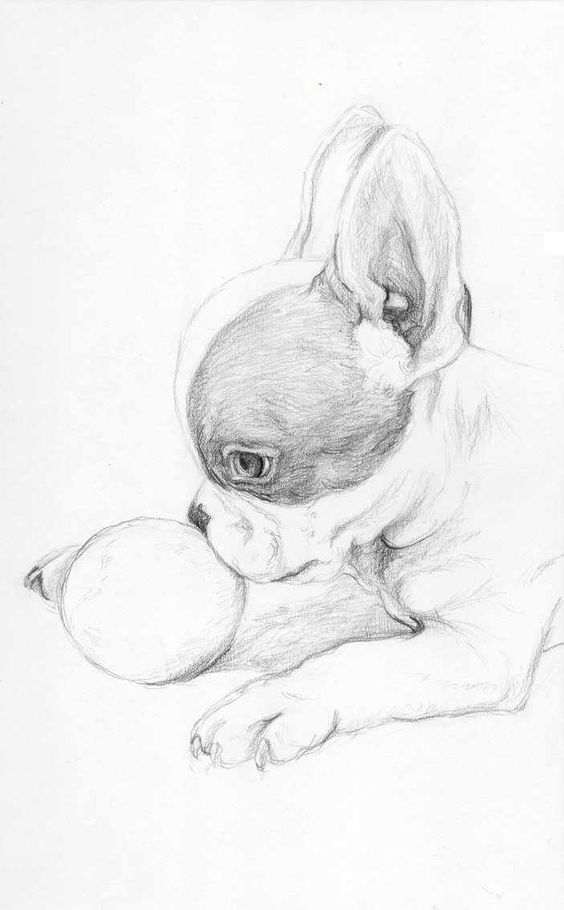 100 Top Idées & Tutos de Dessins de Chiens 87 100 Top Idées & Tutos de Dessins de Chiens 87