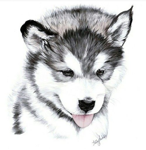 100 Top Idées & Tutos de Dessins de Chiens 89 100 Top Idées & Tutos de Dessins de Chiens 89
