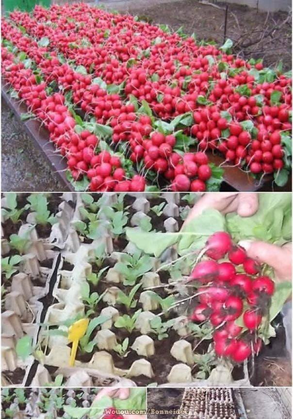 21 idées pour mettre un potager dans votre jardin 9 21 idées pour mettre un potager dans votre jardin 9