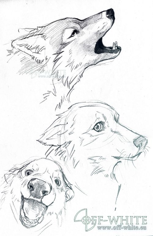 100 Top Idées & Tutos de Dessins de Chiens 97 100 Top Idées & Tutos de Dessins de Chiens 97