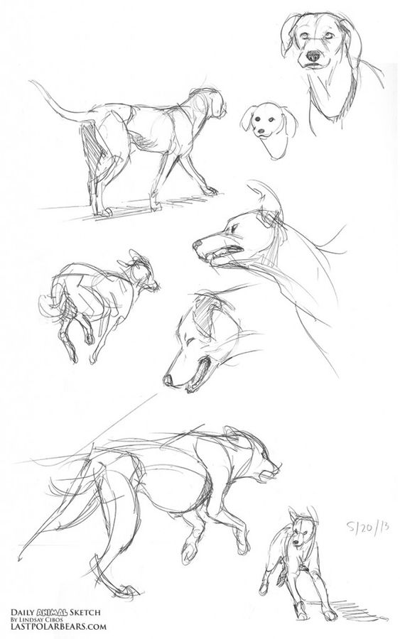 100 Top Idées & Tutos de Dessins de Chiens 98 100 Top Idées & Tutos de Dessins de Chiens 98