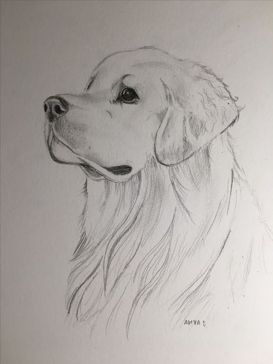 100 Top Idées & Tutos de Dessins de Chiens 1 100 Top Idées & Tutos de Dessins de Chiens 1