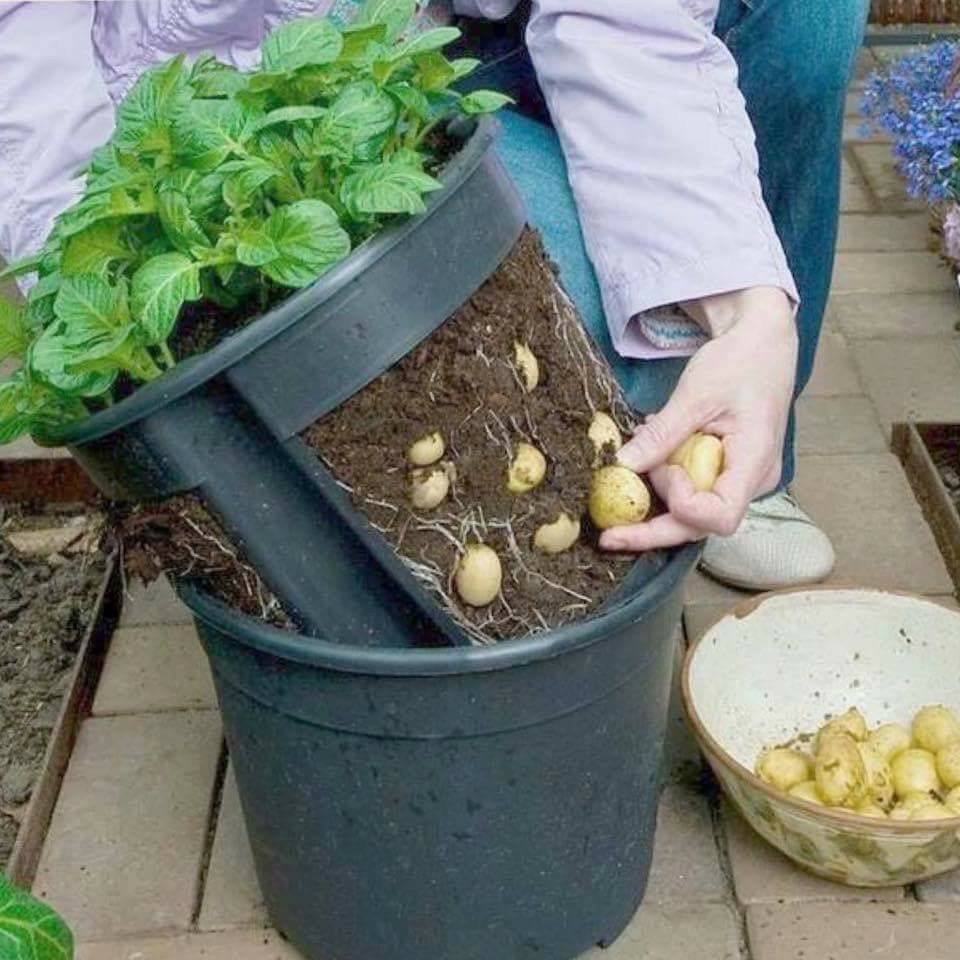 30 top idées pour faire votre propre potager à la maison 1 30 top idées pour faire votre propre potager à la maison 1