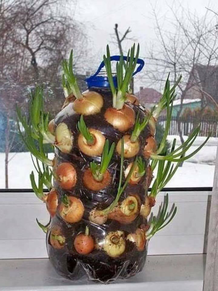 30 top idées pour faire votre propre potager à la maison 2 30 top idées pour faire votre propre potager à la maison 2